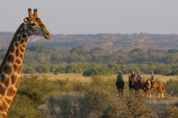 20 Daagse South African Explorer Kampeer Groepssafari