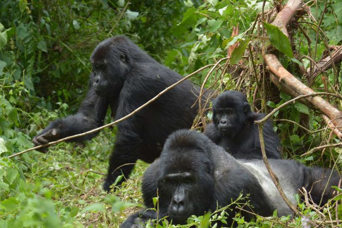 23 daagse actief en cultureel Oeganda prive lodge safari