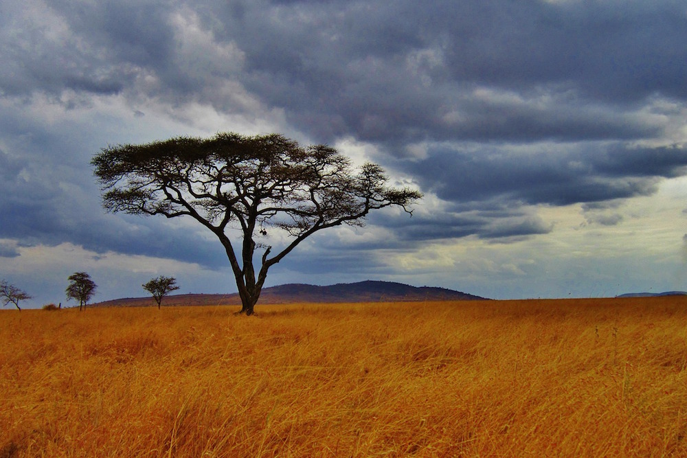Op Safari In Tanzania Met Afrika Online