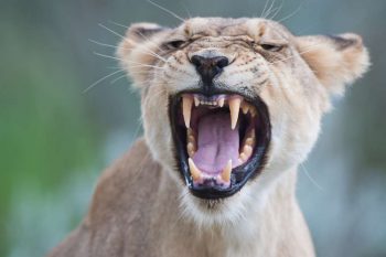 14 Daagse Botswana Wildside Kampeer Groepssafari