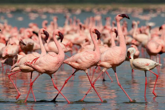 Rose flamingos in Nakuru