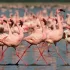 Rose flamingos in Nakuru