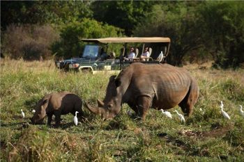 Game drive in Tanzania with Landcruiser 4x4wd