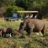 Game drive in Tanzania with Landcruiser 4x4wd