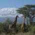 Game Drive met 2 giraffen en een met sneeuw bedekt Kilamanjaro berg
