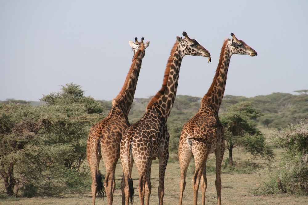 The Big Five Bekijken Tijdens Een Safari In Tanzania