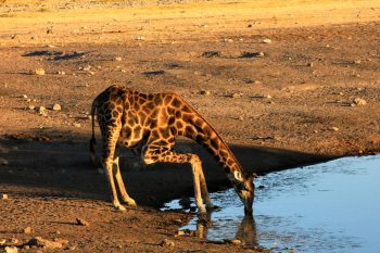 12 Daagse Kenia En Tanzania Wildlife Safari Kampeersafari