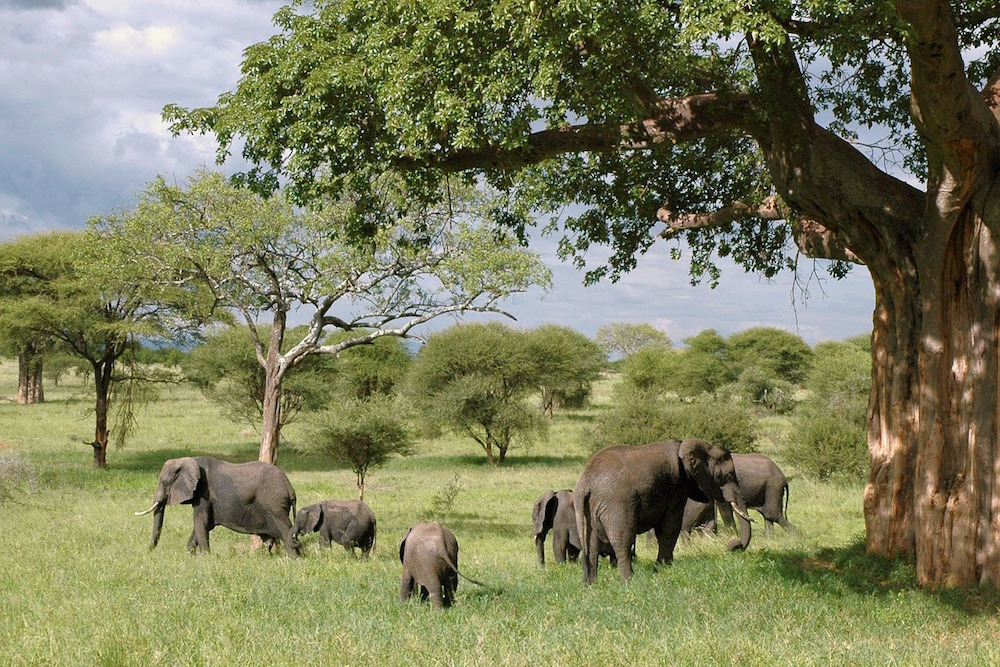 Goed Geregelde Tanzania Safari Met Afrika Online