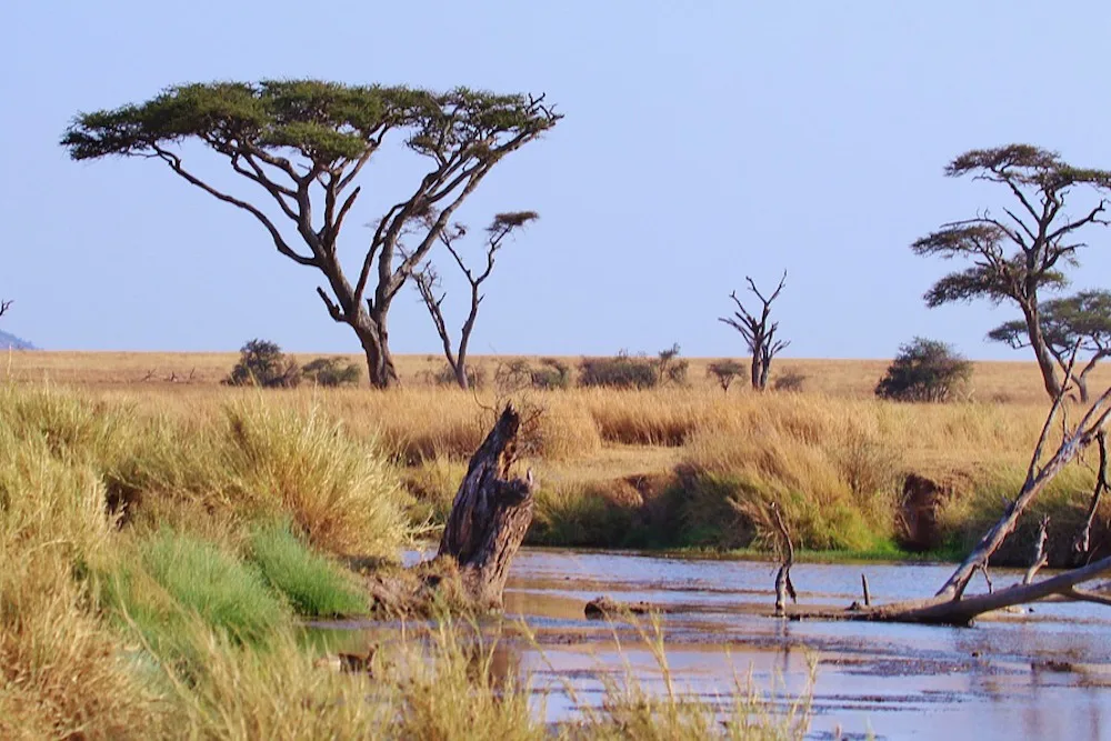 Safari Tanzania Serengeti