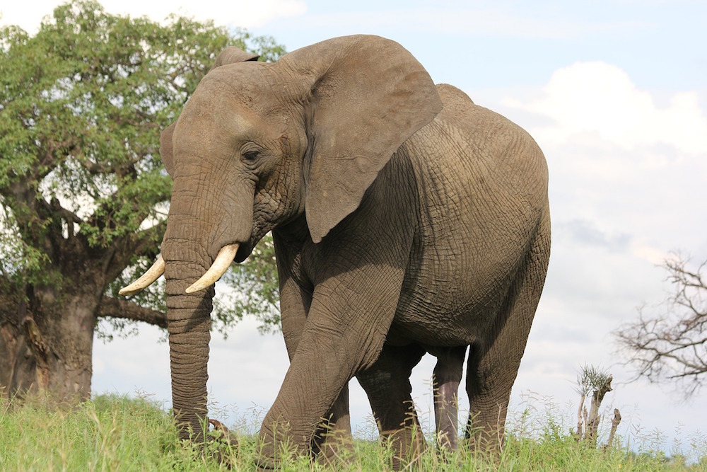 Reis Naar Tanzania Voor Het Bezoeken Van Tarangire Nationaal Park - Safari Tanzania