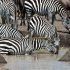 Zebra drinking highlights of Tanzania Prive lodge safari