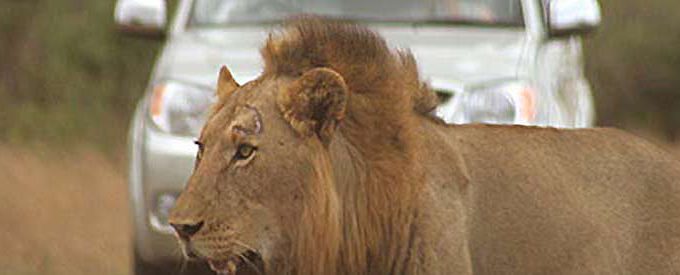 App Om Dieren Te Lokaliseren Krugerpark