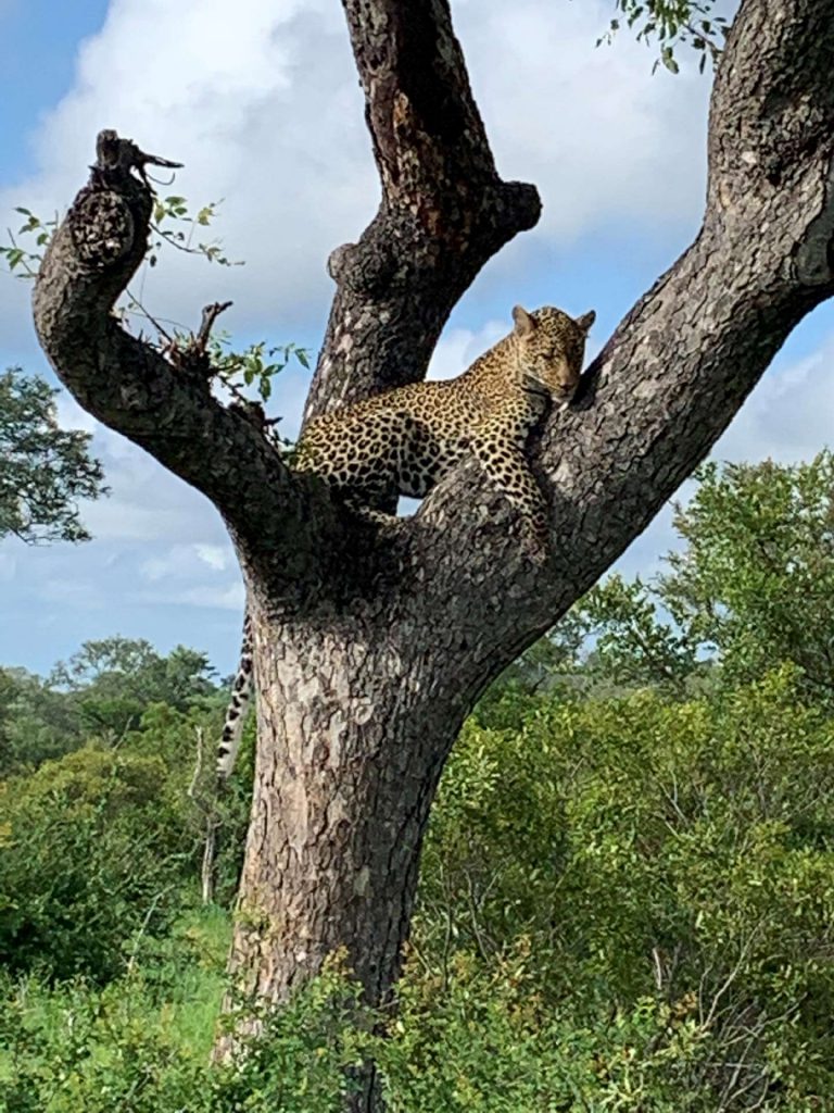 Zuid Afrika safari – opdracht…we willen luipaarden zien