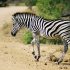 20 daagse Cape Town to Victoria Falls overland comfort groepssafari - Afbeelding 10