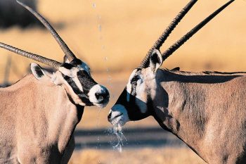 12 daagse Ontdek Namibie Lodge groepssafari