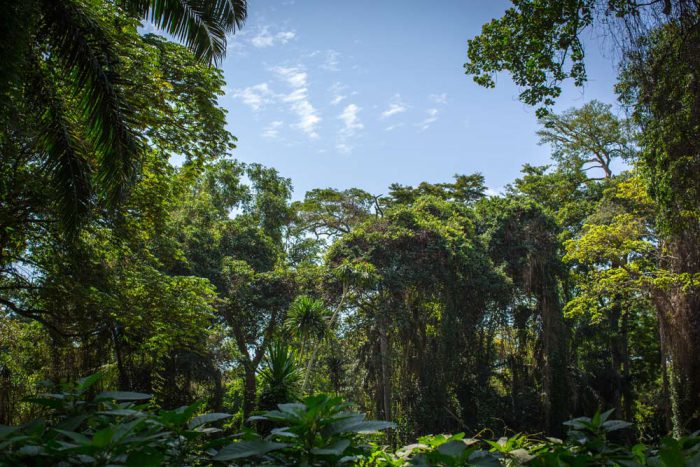 Bwindi forest in Uganda
