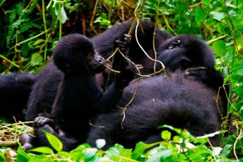 Oeganda Moeder Gorilla Met Baby