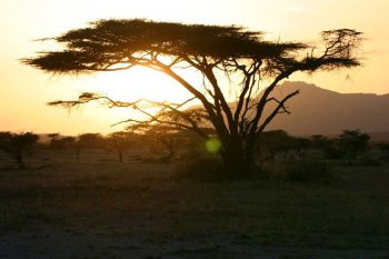 7 Daagse Kenia Trails Lodge En Tented Camp Prive Safari Reis