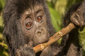 Baby Gorilla Oeganda