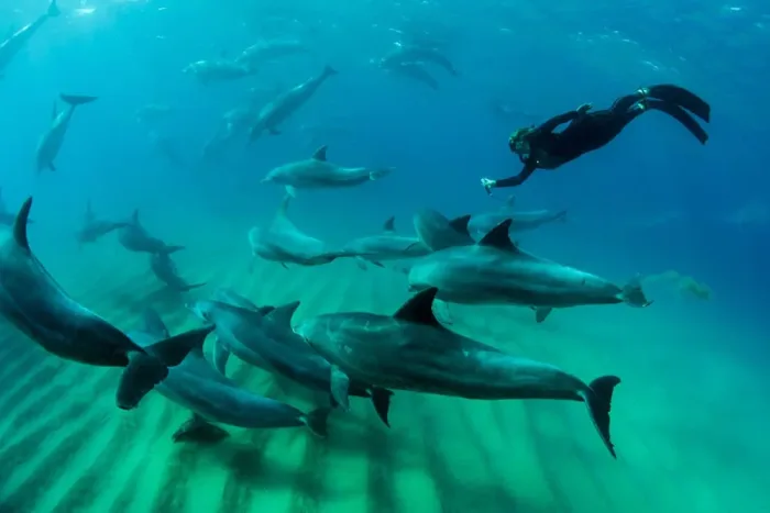 Mozambique Ponta Dolphin Encounters