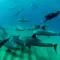 Mozambique Ponta Dolphin Encounters