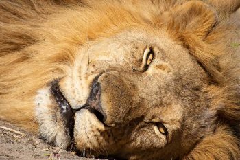 15 daagse Zimbabwe en Zambia kampeer groepssafari reis