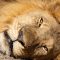 15 daagse Zimbabwe en Zambia kampeer groepssafari reis