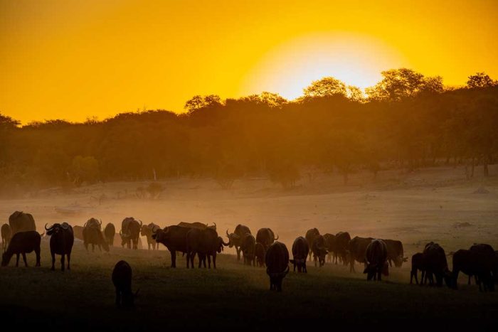 Zimbabwe Hwange Nationaal Park