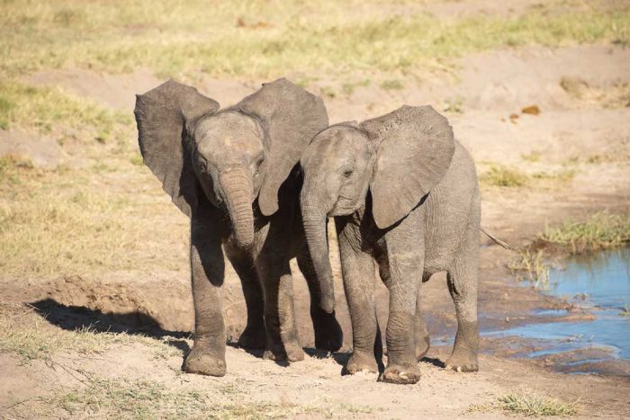 Zimbabwe Hwange park olifant