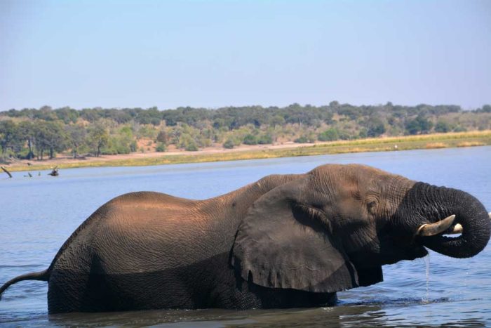 Botswana Elephant