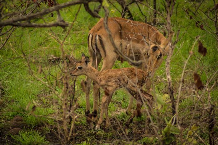 Game drive
