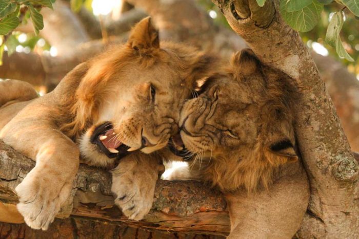 Lions in Tree