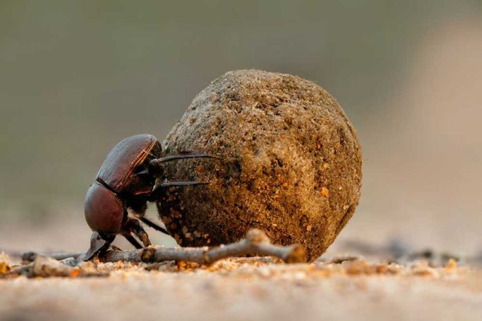 Dung Beetle