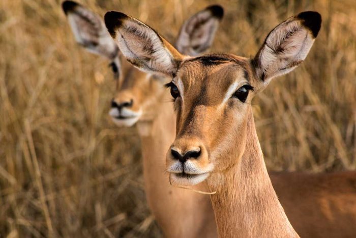 Impala