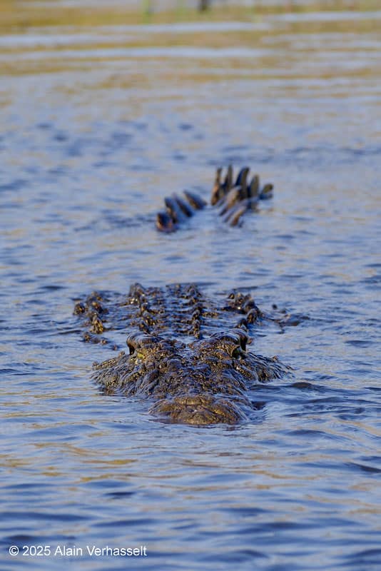 Botswana reisverslag 2025