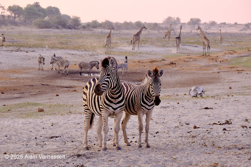 Botswana reisverslag 2025