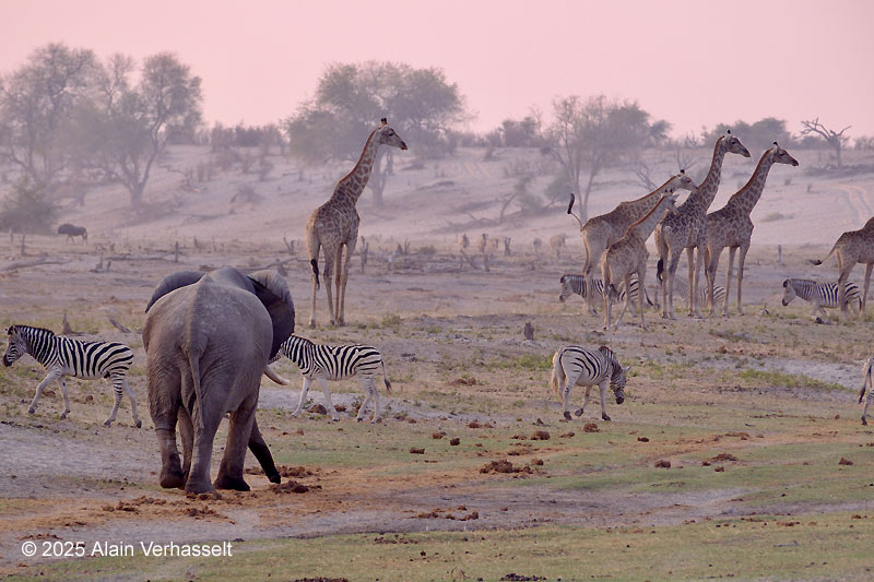 Botswana reisverslag 2025