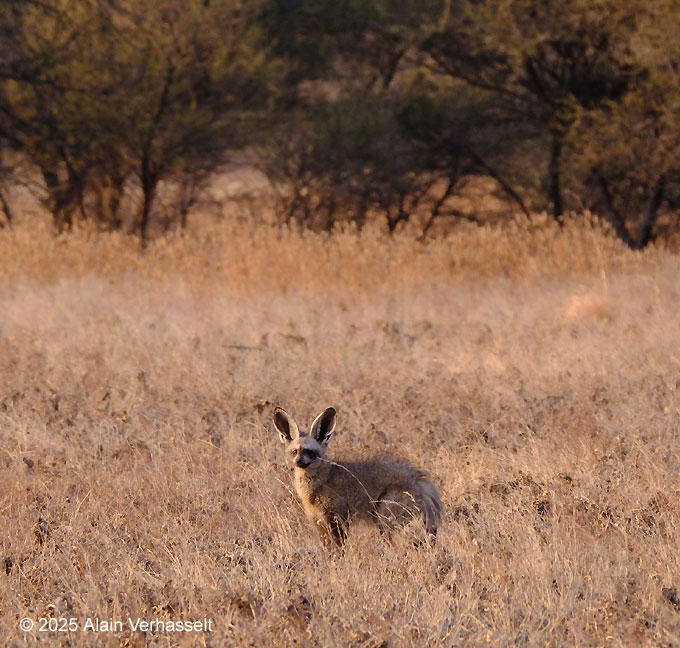 Botswana reisverslag 2025