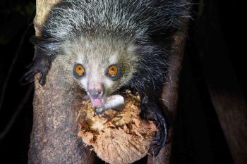 11 daagse OOST MADAGASKAR EN ILE ST MARIE prive rondreis