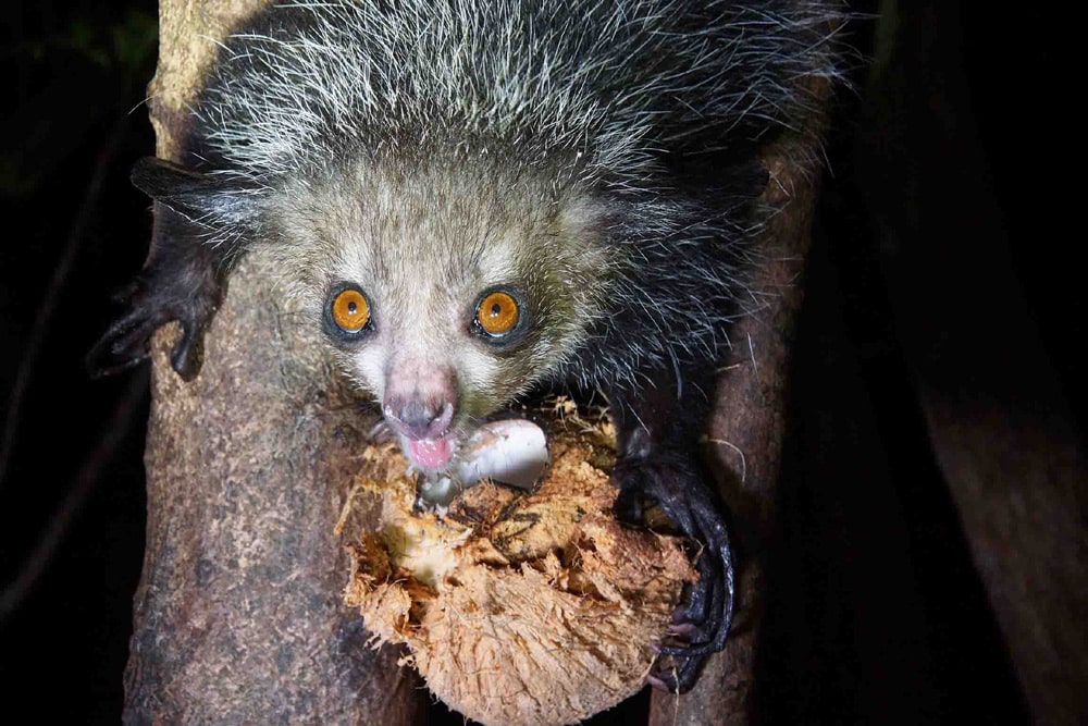 11 daagse OOST MADAGASKAR EN ILE ST MARIE prive rondreis