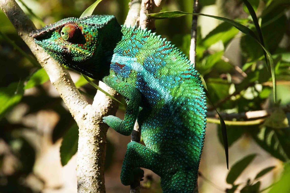 11 daagse OOST MADAGASKAR EN ILE ST MARIE prive rondreis - Afbeelding 4