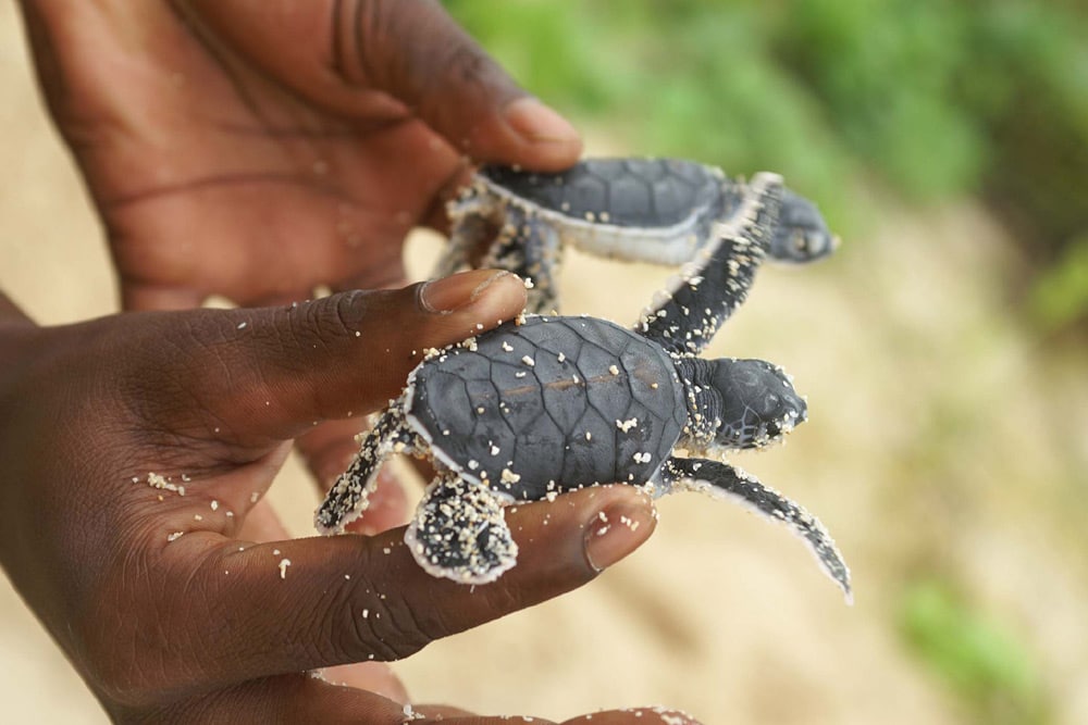 11 daagse OOST MADAGASKAR EN ILE ST MARIE prive rondreis - Afbeelding 6