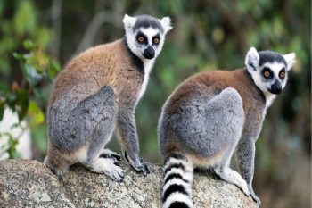 12 daagse HET BESTE VAN MADAGASKAR kleinschalige comfort groepsreis