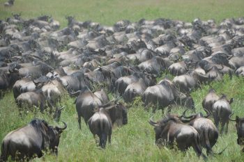13 daagse Kenia en Tanzania Explorer safari comfort groepssafari