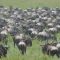 13 daagse Kenia en Tanzania Explorer safari comfort groepssafari