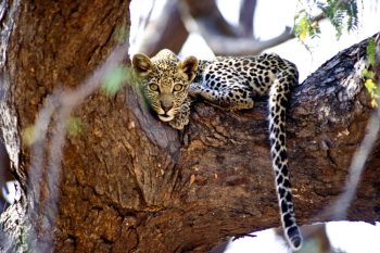 12 Daagse HOOGTEPUNTEN VAN KENIA Lodge en Tented Camp privé safari