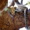 12-Day Highlights of Kenya Lodge and Tented Camp Private Safari